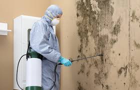 Why You Should Choose Our Mold Remediation Services in Combes, TX